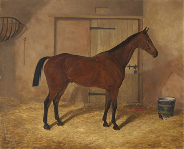Carrick, a Bay Hunter, in a Stable
