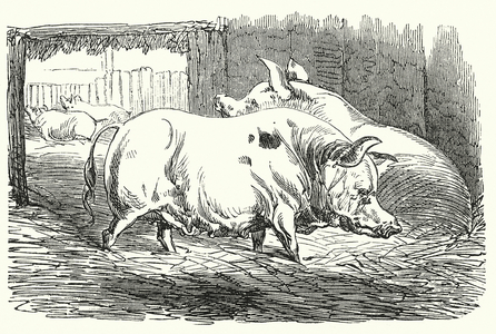Pigs (engraving)