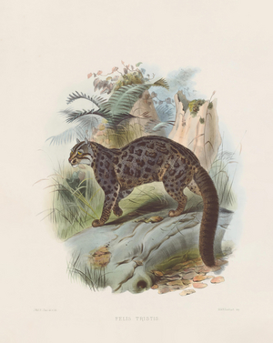 Marbled Cat (Felis tristis), 1878-83 (hand-coloured litho)
