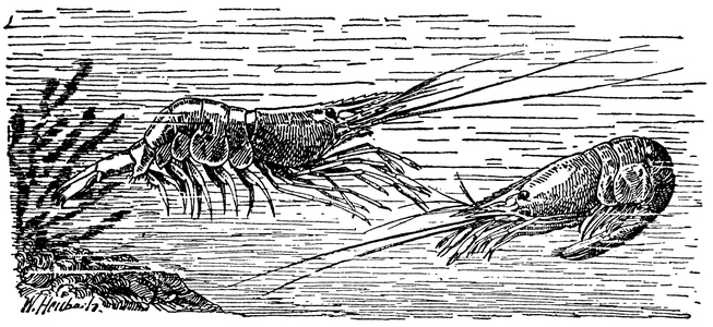 Shrimps