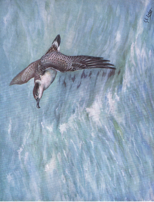 Great Shearwater (litho)