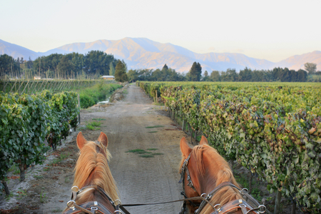 Horse Cart, Casa Silva Vineyard, Chile (photo)