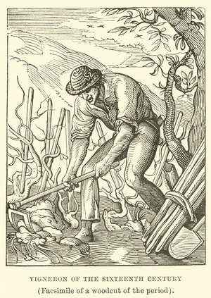 Vigneron of the Sixteenth Century, (Facsimile of a woodcut of the period) (engraving)