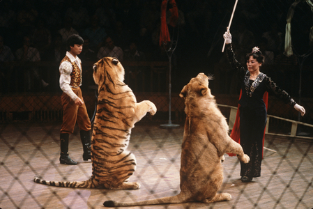 Circus act with tiger in Shanghai Circus, Shanghai, China (photo)