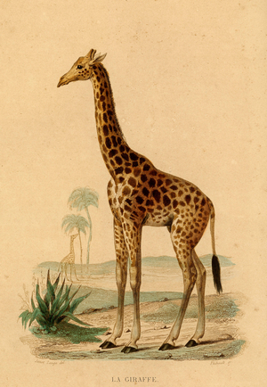 The Giraffe Illustration by Janet Lange around 1840