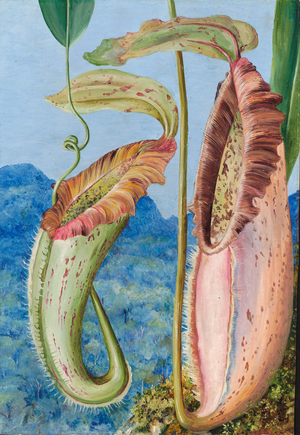 A new pitcher plant from the limestone mountains of Sarawak, Borneo, 1876 (oil on board)