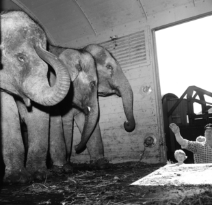Sørlandet, summer 1962. When the elephants came to Evje: Four days' struggles for eight minutes of performance. …, 1962 (photo)