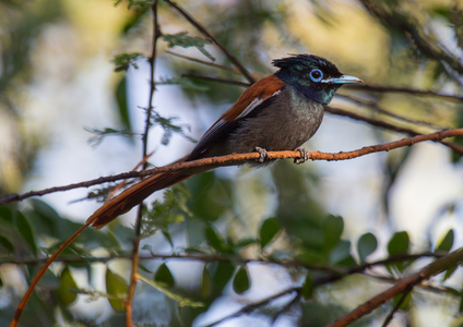 African paradise flycatcher, Baringo county, Lake baringo, Kenya, Africa (photo)