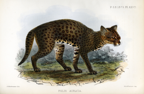 African Golden Cat (print)