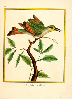 Little Bee-eater from Senegal (print)