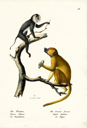Grey Langur, 1824 (colour litho)