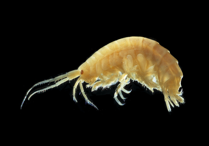Mallacoota insignis