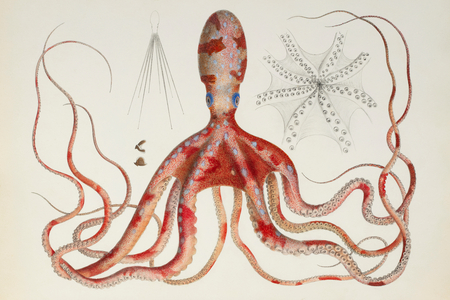 White spotted octopus, 1835–1848 (Plate)