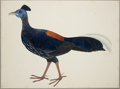 Crested Fireback Pheasant