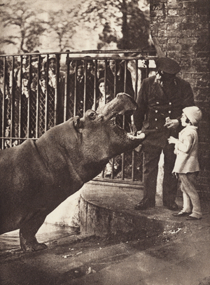 Girl feeding a hippo at the zoo (b/w photo)