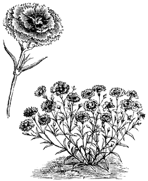 Chinese Carnation
