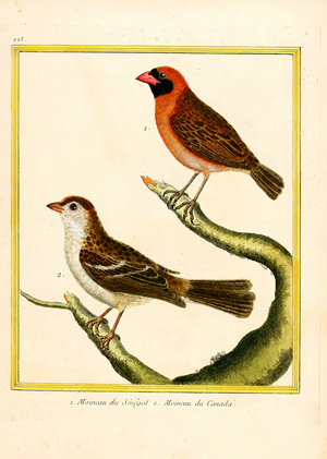 Senegal Sparrow and Canada Sparrow (print)