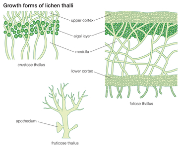 Growth forms of lichen thalli