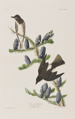 Illustration from 'Birds of America', 1827-38 (hand-coloured engraving & aquatint)