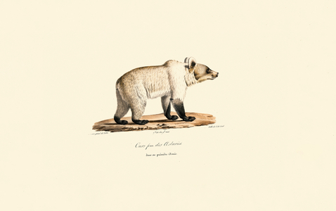Cantabrian Brown Bear (Ursus arctos pyrenaicus), 1824 (hand-coloured litho)