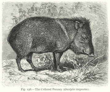 The Collared Peccary (Dicotyles Torquatus) (engraving)