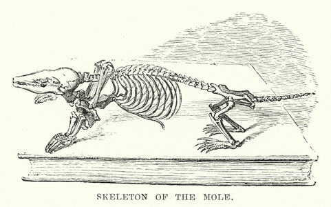 Skeleton of the mole (engraving)