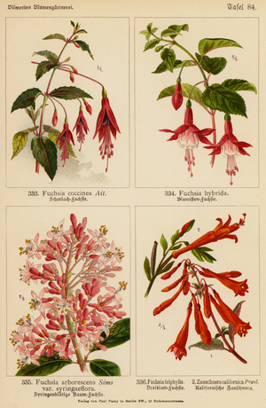 Fuchsia Coccinea, Fuchsia Hybrida, Fuchsia Arborescens, Fuchsia Triphylla, Zauschnera Californica (colour litho)