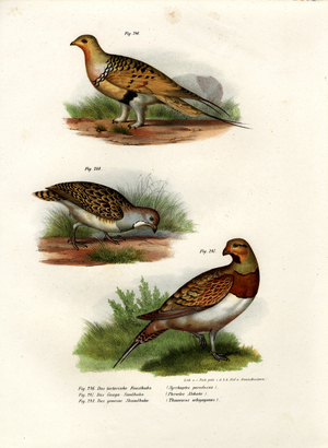 Pallas' Sandgrouse, 1864 (colour litho)