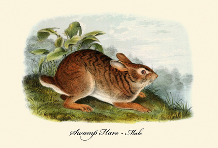 Swamp Hare-male