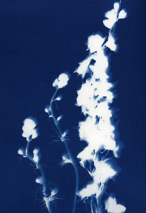 Larkspur, 2013 (cyanotype)