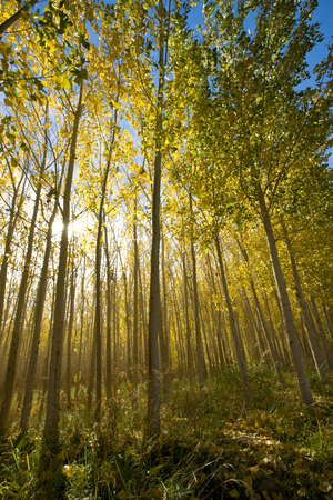 Alamos trees, San Juan province, Argentina (photo)
