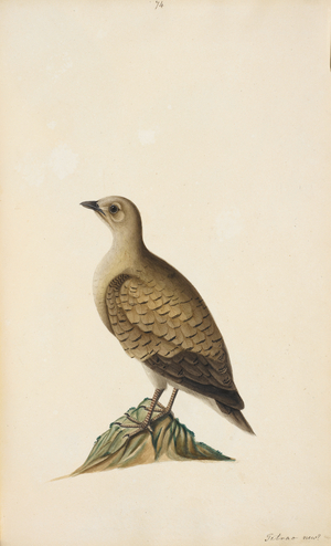 A female Partridge (possibly).
Note: Appears like a cross between a sandgrouse and a partridge.