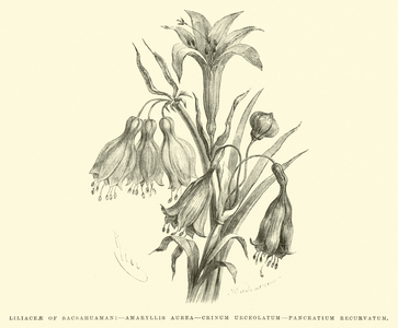 Liliaceae of Sacsahuaman, Amaryllis aurea, Crinum urceolatum, Pancratium recurvatum (engraving)