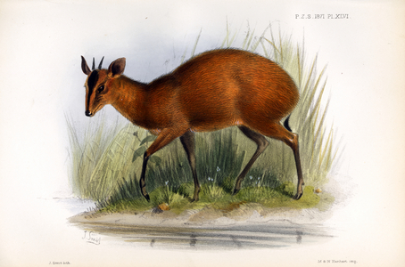 Red Duiker (print)