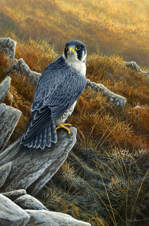 Morning light - peregrine falcon, acrylic on board, 2016