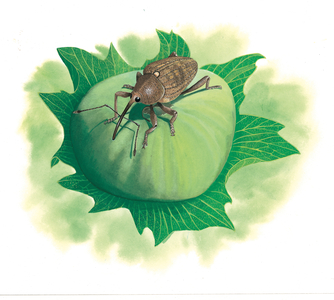 Nut weevil