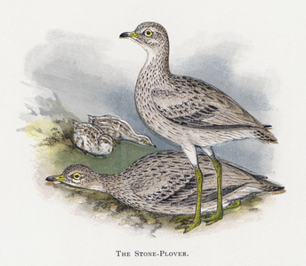 The Stone-Plover (chromolitho)