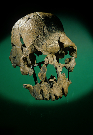 Skull of Homo rudolfensis, 1.8 to 1.9 million years ago, eastern Africa; KMN-ER 1470, 1995 (photo)