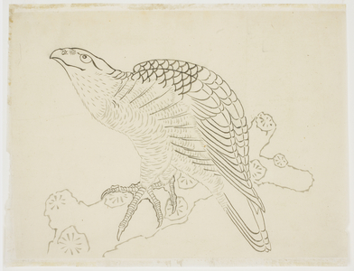 Hawk on a Branch (study), 1815-1849 (ink on paper)