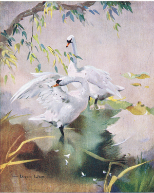 Swan Lake, Postcard, 1950's (colour litho)
