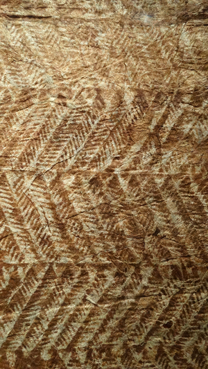 Siapo Tasina