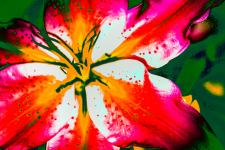 California Lily, 2016 (hand repainted photograph)