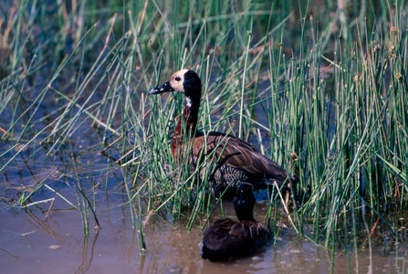 White-faced tree ducks (photo)