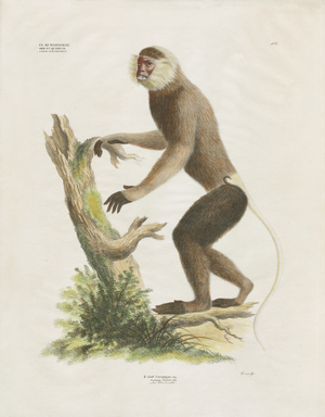 White-faced Capuchin on a tree trunk (hand-coloured litho)
