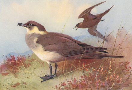 Arctic or Richardson's Skua (colour litho)