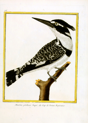 Crested Kingfisher from the Cape of Good Hope (print)