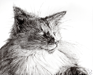 Monty cosy boy, 2015 (ink on paper)