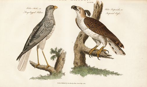 Long-legged Falcon and Imperial Eagle, 1813 (engraving)