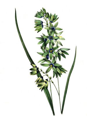 Ixia viridifloria, Ixia, Glutinous Sword, Mistletoe Flower or Miniature Gladiole