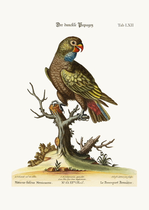 The Dusky Parrot, 1749-73 (coloured engraving)
